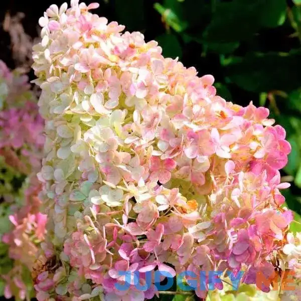 Vanilla Strawberry Hydrangea Tree Form - 4-5 Feet Bareroot By Nature Hills Nursery Vanilla Strawberry Hydrangea Tree Form - 4-5 Feet Bareroot By Nature Hills Nursery