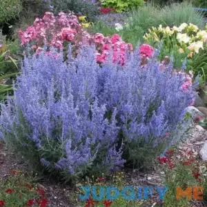 'Denim 'n Lace' Russian Sage | One Quart