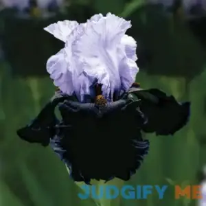 Van Zyverden Iris Bearded Dangerous Mood Dormant Bulb Sun
