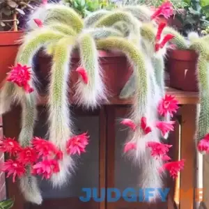 20Pcs Monkey's Tail Cactus Bonsai Seeds Perennial Succulent Cleistocactus Colademononis Seeds for Outdoor Garden by QAUZUY Garden