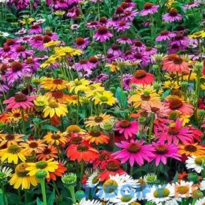 Breeder's Coneflower Mixture 5 Per Package Mixed