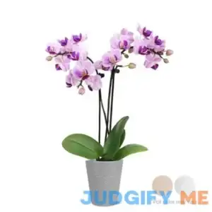 Just Add Ice Live Plant 6-10 inch Tall Mini Pink Purple Orchid in 2.5 inch Decorative Clay Pot