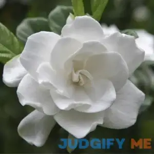 August Beauty Gardenia Shrub/Bush