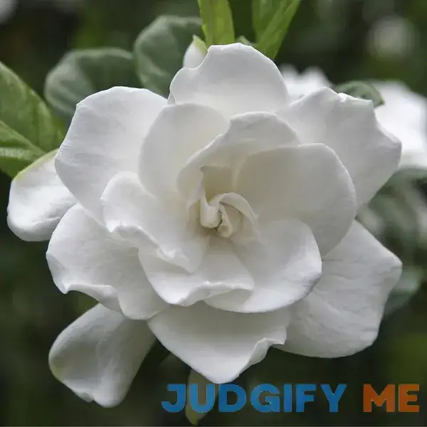 August Beauty Gardenia Shrub/Bush August Beauty Gardenia Shrub/Bush