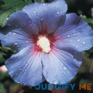 Bluebird Rose Of Sharon Althea Dormant Bare Root Flowering Starter Shrub