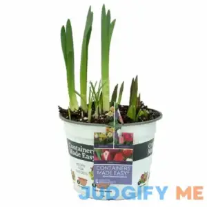 Better Homes & Gardens Live Plants Combo