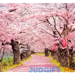 Live Plants Japanese Pink "Fuji" Sakura Oriental Cherry Blossom seedlings - Height 12 inch for Yards and Garden Decoration