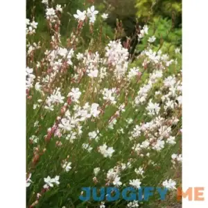 Gaura Whirling Butterflies Perennial Plant by Bluestone Perennials