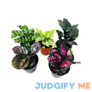 Calathea Variety of 5 Plants -Live Plants -Houseplant Collections