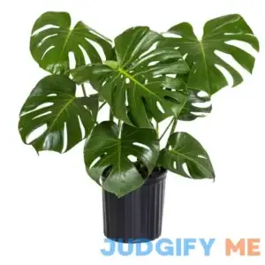 Monstera Deliciosa Swiss Cheese Plant Live Indoor Medium Light House Plant in 10 in. Pot