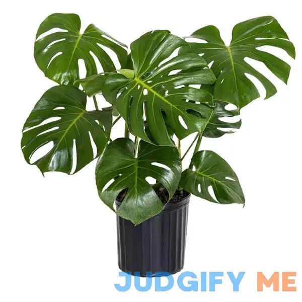 Monstera Deliciosa Swiss Cheese Plant Live Indoor Medium Light House Plant in 10 in. Pot Monstera Deliciosa Swiss Cheese Plant Live Indoor Medium Light House Plant in 10 in. Pot