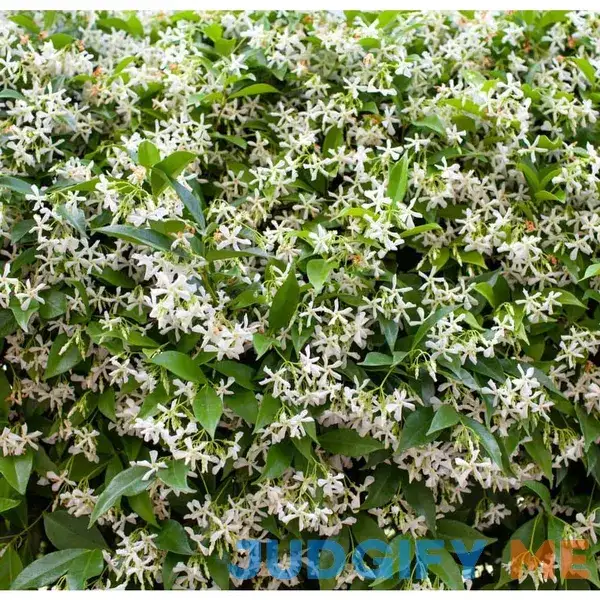 5 Gal. Staked Star Jasmine Evergreen Vine Plant 5 Gal. Staked Star Jasmine Evergreen Vine Plant