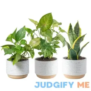 Costa Farms Live Plants Easy to Grow Indoor Houseplants Air Purifying Grower's Choice Plants in Plant Pots