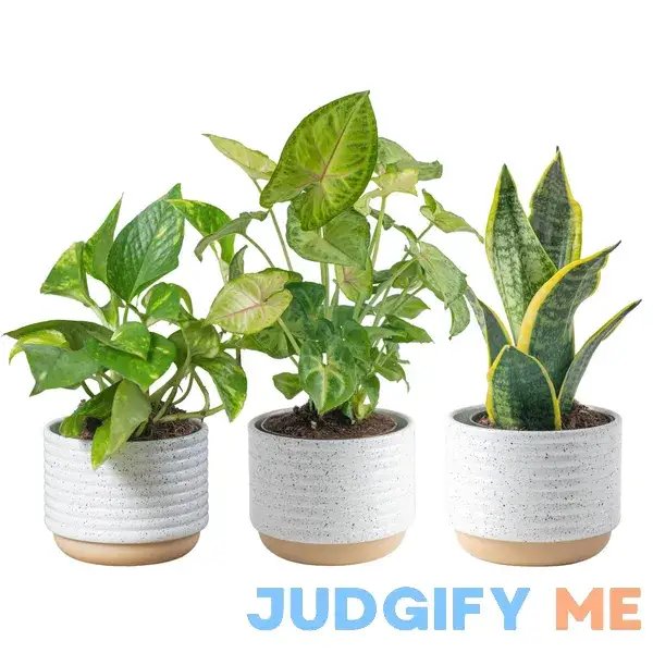 Costa Farms Live Plants Easy to Grow Indoor Houseplants Air Purifying Grower's Choice Plants in Plant Pots Costa Farms Live Plants Easy to Grow Indoor Houseplants Air Purifying Grower's Choice Plants in Plant Pots