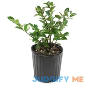 3 Gal Camellia Shi Shi