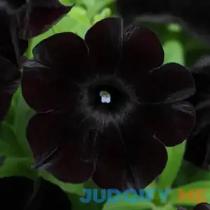 CHUXAY GARDEN Black Petunia-Black Velvet Petunia Petunia 'Black Velvet'100 Seeds Showy Accent Plant Native Wildflower Low-Maintenance
