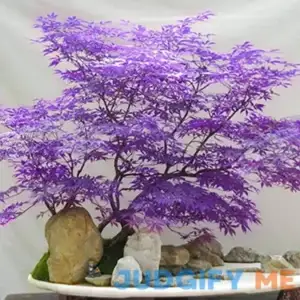 CHUXAY GARDEN Enchanting Ghost Maple Japanese Acer Palmatum Tree with Rare Purple Foliage