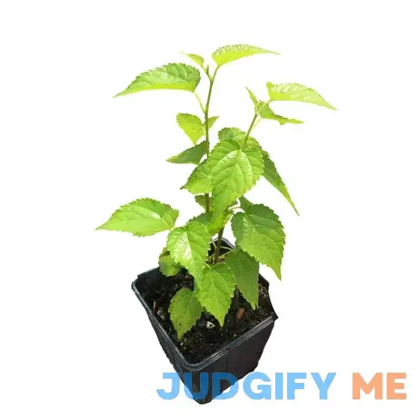 Daylily Nursery Dwarf Mulberry Plant in a 4 in. Pot Daylily Nursery Dwarf Mulberry Plant in a 4 in. Pot