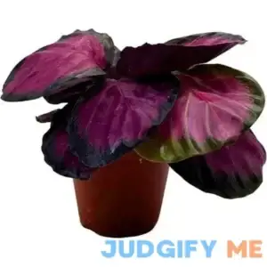 Calathea Rosie