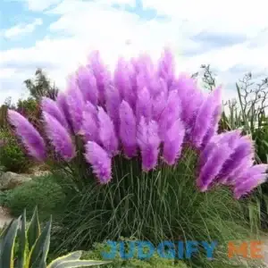 CHUXAY GARDEN Purple Pampas Grass Seed 200 Seeds Ornamental Grass Perennial Flowering Plant Fast Growing Privacy Screen Landscaping Rocks Striking