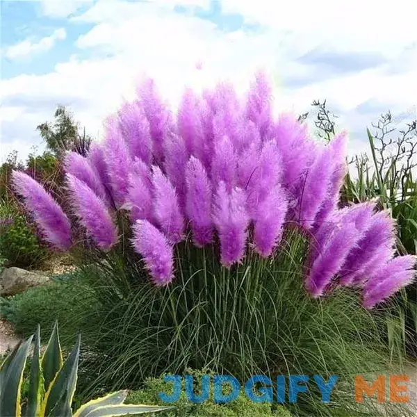 CHUXAY GARDEN Purple Pampas Grass Seed 200 Seeds Ornamental Grass Perennial Flowering Plant Fast Growing Privacy Screen Landscaping Rocks Striking CHUXAY GARDEN Purple Pampas Grass Seed 200 Seeds Ornamental Grass Perennial Flowering Plant Fast Growing Privacy Screen Landscaping Rocks Striking