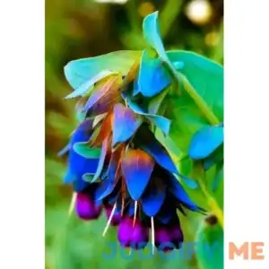 QO Seeds 20 Honeywort