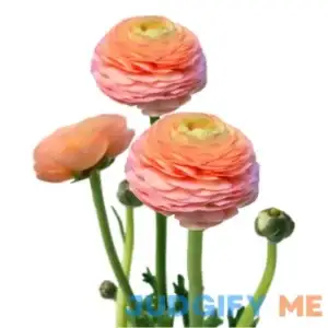 Easy to Grow Ranunculus Tecolote 'Salmon' Plant Bulbs (10 Pack) - Beautiful Pink