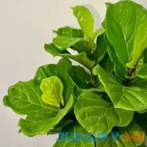 Fiddle Leaf Fig for Sale | PlantologyUSA.com Small 1-2 Feet