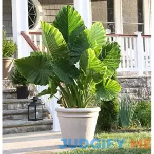 Alocasia Odora Elephant Ear Bulb - Easy to Grow Tropical Plant - Colocasia Alocasia Taro Rhizome - Blue Buddha Farm