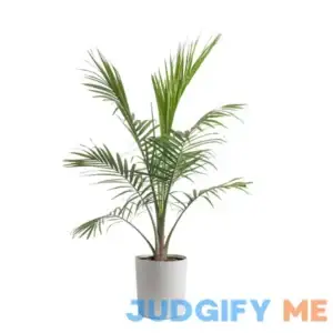 Costa Farms Plants with Benefits Live Plant Green Majesty Palm in 10in Decor Pot