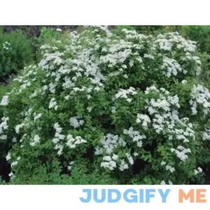 Spiraea (Spirea Flowering Shrub) (6-Pack (5" pots)