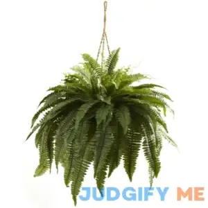 Nearly Natural Double Giant Boston Fern Hanging Basket