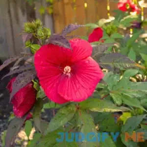 Hibiscus Midnight Marvel - 1 Gallon Pot