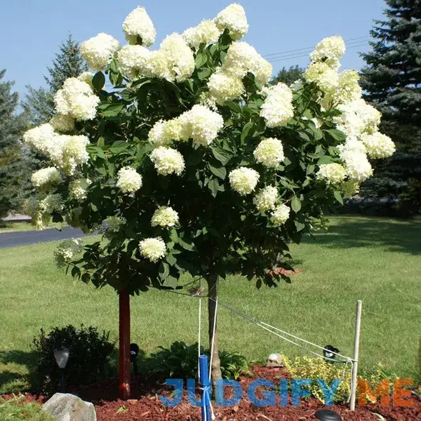 Limelight Hydrangea Tree Limelight Hydrangea Tree