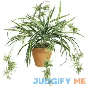 DwellingDesigns 34 Inch Spider Plant x80