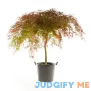 2 Gal. Crimson Queen Dwarf Japanese Maple Tree with Cascading branches and Deep Crimson