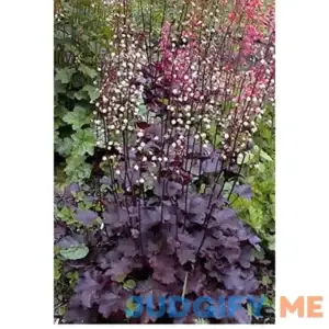 50 Palace Purple HEUCHERA / Coral Bells Micrantha Flower ct Can Grow in Pot