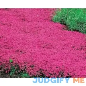 20000+ Red Creeping Thyme Seeds Ground Cover Plant Seeds Perennial- Non-GMO Heirloom Flower Creeping Thyme Seeds for Planting