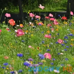 Northeast Pollinator Wildflower Seed Mix