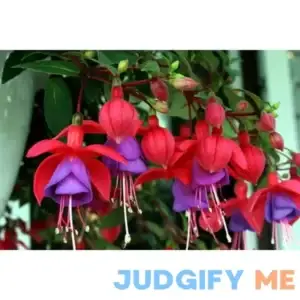 20 Hardy Fuchsia Magellanica Pink Purple Hummingbird Flower Shrub Seeds