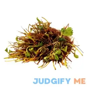 Strawberry Island Farm-Truly Live Plants! 10 Eversweet Everbearing Strawberries Plants