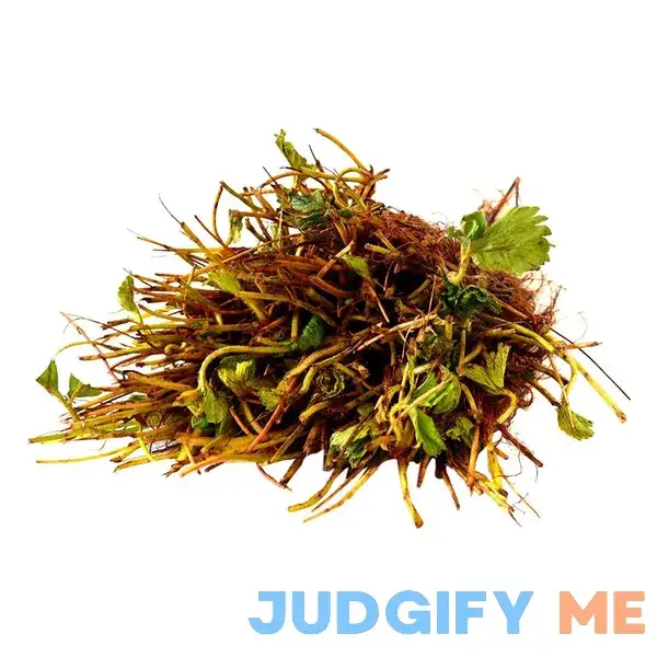 Strawberry Island Farm-Truly Live Plants! 10 Eversweet Everbearing Strawberries Plants Strawberry Island Farm-Truly Live Plants! 10 Eversweet Everbearing Strawberries Plants