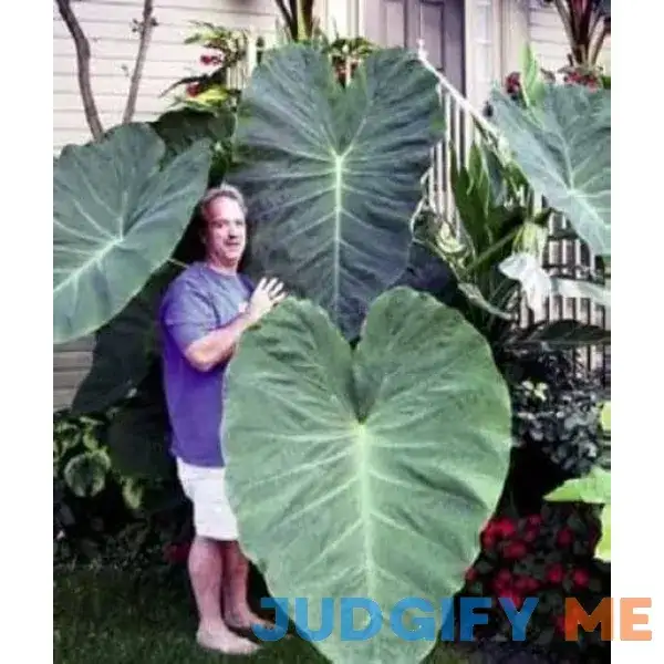 3 Jack's Giants Elephant Ear Bulbs 3 Jack's Giants Elephant Ear Bulbs