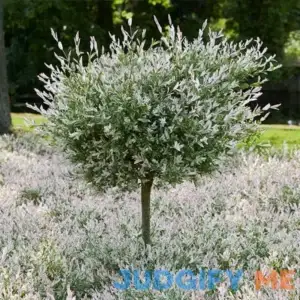 Tri-Color Willow Tree