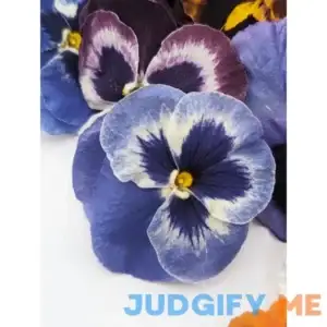 Freshly Preserved Freeze Dried Edible Pansies Edible Flowers for Cakes