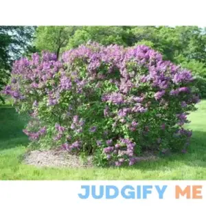 Common Lilac - Syringa vulgaris - Healthy- Gallon Potted Plant - Shrub вЂ“ 1 Plant by Growers Solution