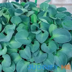 Blue Mouse Ears Mini Hosta Zone 3-9