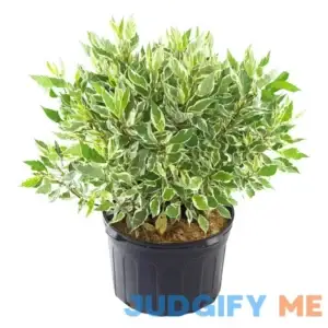 Cornus alba 'Ivory Halo' Shrub