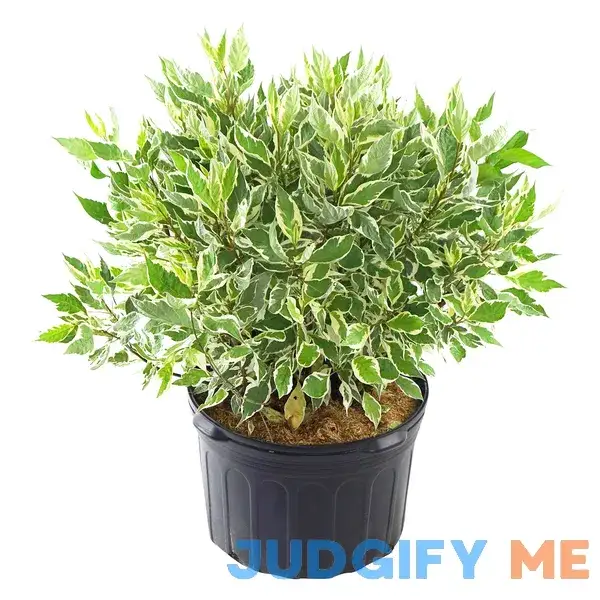 Cornus alba 'Ivory Halo' Shrub Cornus alba 'Ivory Halo' Shrub