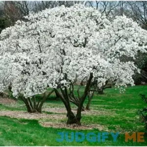 - Star Magnolia Tree/Shrub 6-12" Tall Bush